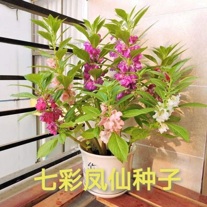 【染指甲多彩】重瓣凤仙花七彩凤仙花茶花四季播庭院盆栽花卉种子