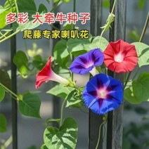 【重瓣浓香】牵牛花喇叭花室外爬藤爬墙花卉混色开花不断盆栽易活
