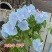 【重瓣浓香】牵牛花喇叭花室外爬藤爬墙花卉混色开花不断盆栽易活
