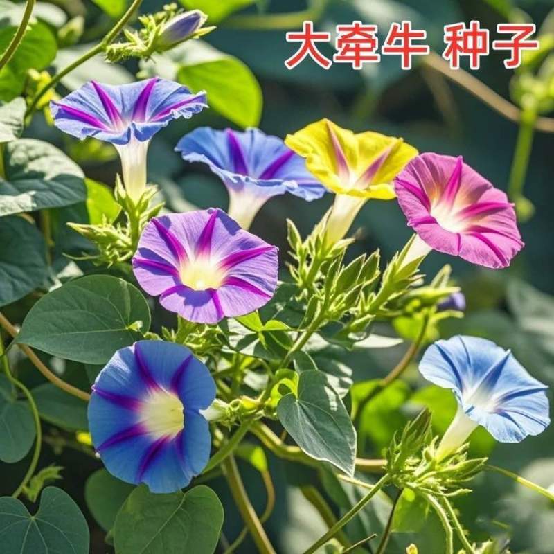 【重瓣浓香】牵牛花喇叭花室外爬藤爬墙花卉混色开花不断盆栽易活
