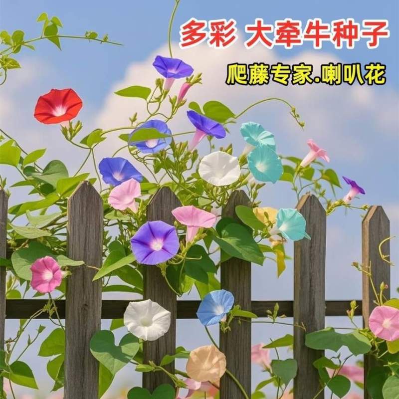 【重瓣浓香】牵牛花喇叭花室外爬藤爬墙花卉混色开花不断盆栽易活