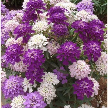 蜂室花种子蜂室花草四季可播易种室内阳台盆栽花卉植物简单易