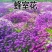 蜂室花种子蜂室花草四季可播易种室内阳台盆栽花卉植物简单易