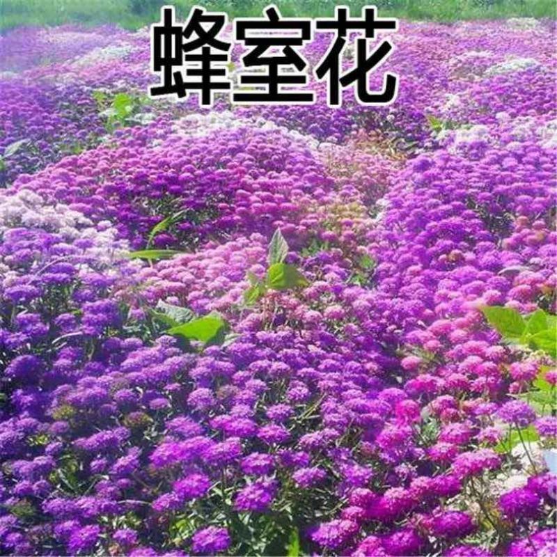 蜂室花种子蜂室花草四季可播易种室内阳台盆栽花卉植物简单易