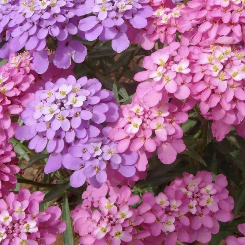 蜂室花种子蜂室花草四季可播易种室内阳台盆栽花卉植物简单易