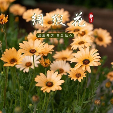 绸缎花种子异果菊花卉种籽易播易活盆栽庭院室外花期长开花早