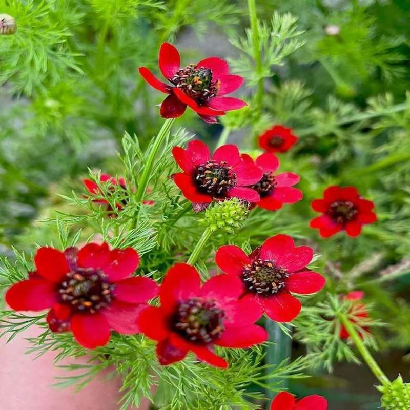 福寿花花种子红色花朵花种籽子四季播种阳台庭院易活盆栽耐寒花籽
