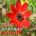 福寿花花种子红色花朵花种籽子四季播种阳台庭院易活盆栽耐寒花籽