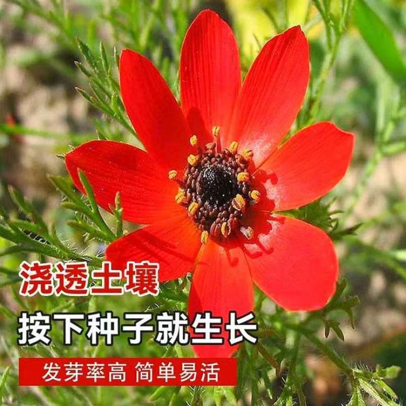 福寿花花种子红色花朵花种籽子四季播种阳台庭院易活盆栽耐寒花籽