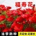 福寿花花种子红色花朵花种籽子四季播种阳台庭院易活盆栽耐寒花籽