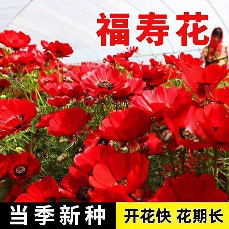 福寿花花种子红色花朵花种籽子四季播种阳台庭院易活盆栽耐寒花籽