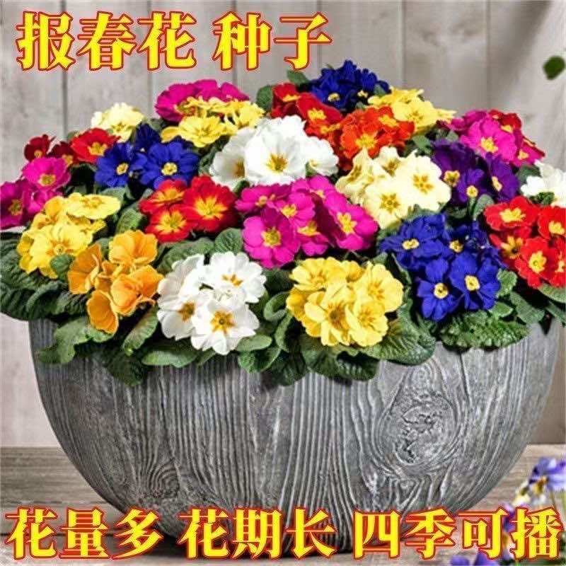 报春花种子四季易活花籽樱草花卉花种子耐寒盆栽庭院室外花种籽子