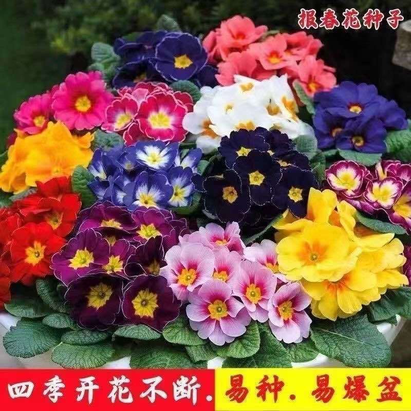 报春花种子四季易活花籽樱草花卉花种子耐寒盆栽庭院室外花种籽子