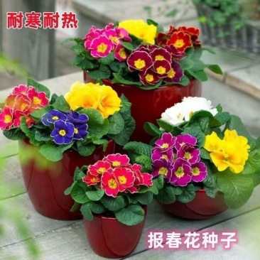 报春花种子四季易活花籽樱草花卉花种子耐寒盆栽庭院室外花种籽子