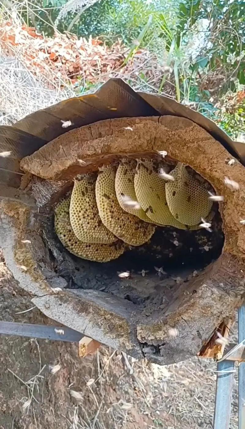 高山土蜂蜜