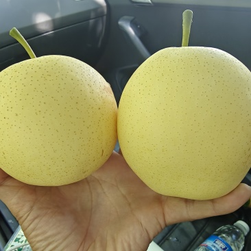 套袋皇冠梨