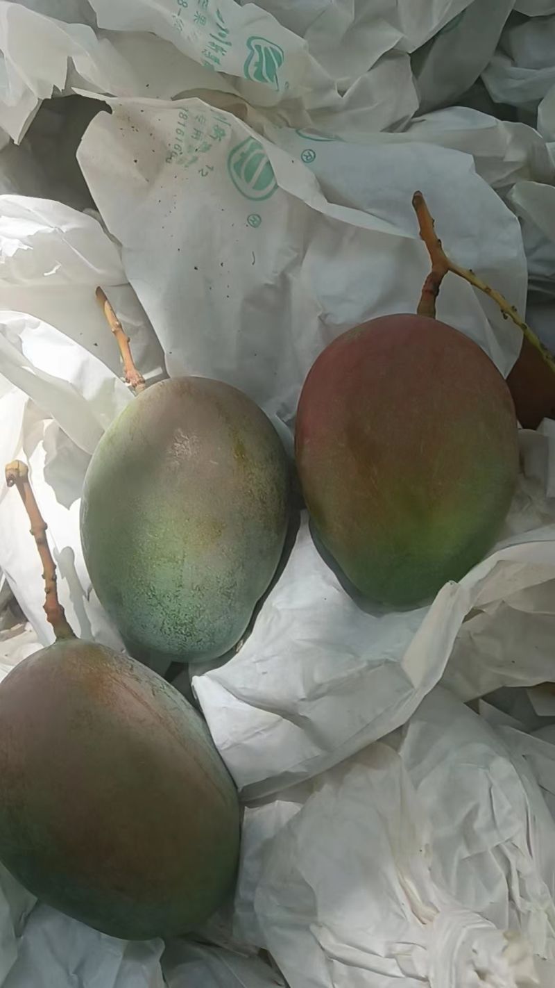 凯特芒，个头发，彩头好，量大从优