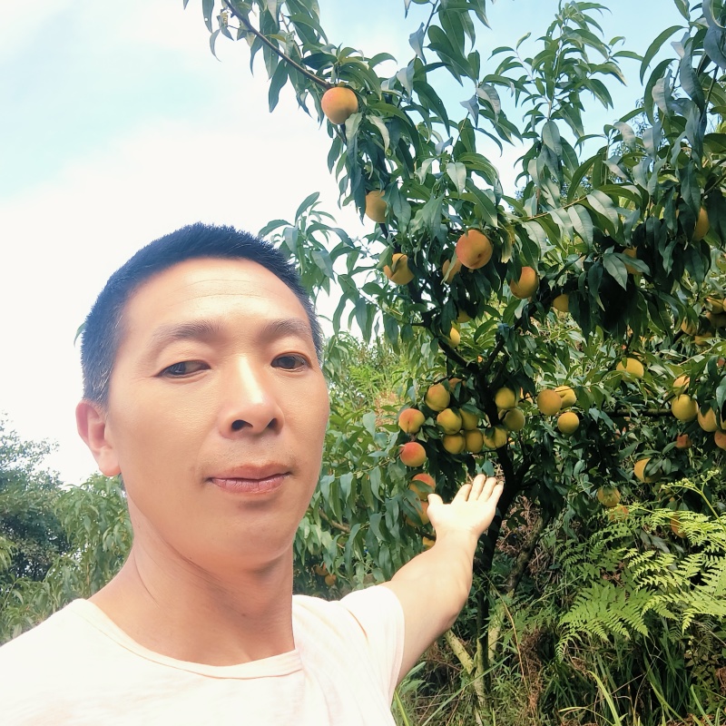 锦绣黄桃，地址在筠连县蒿坝镇齐心村，