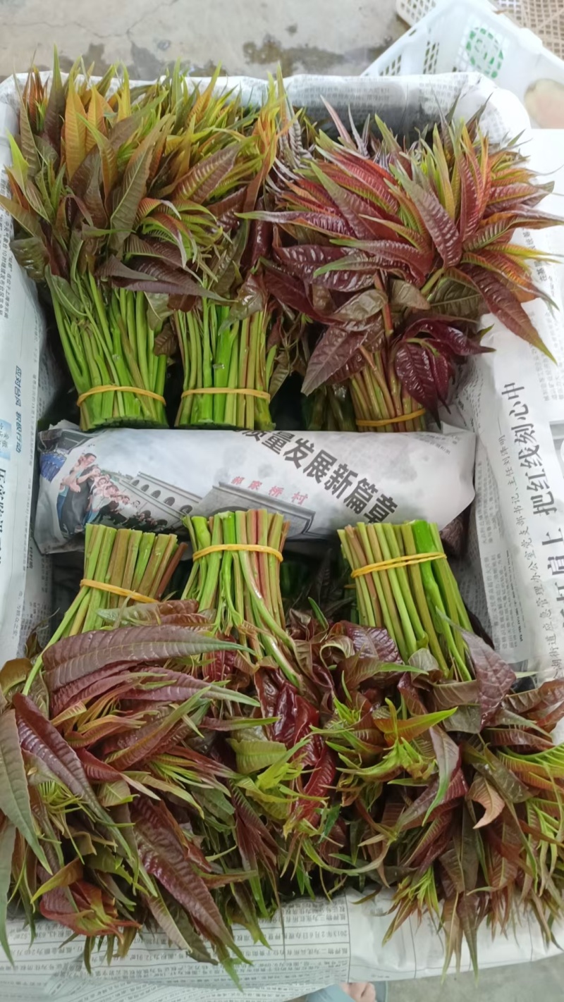 四季香椿芽