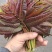 四季香椿芽
