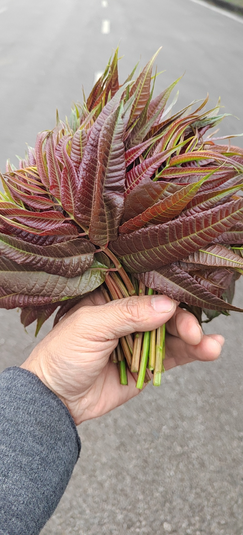四季香椿芽