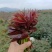 四季香椿芽