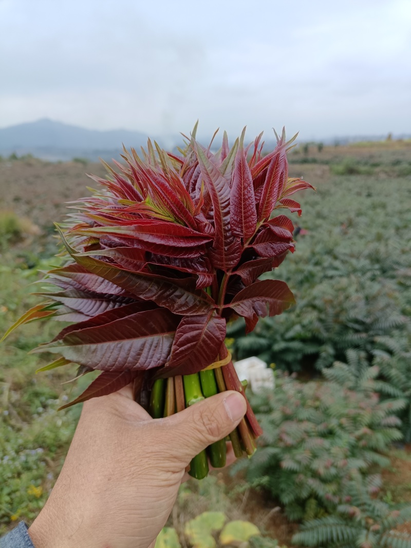 四季香椿芽