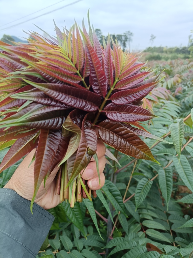 四季香椿芽