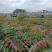 四季香椿芽