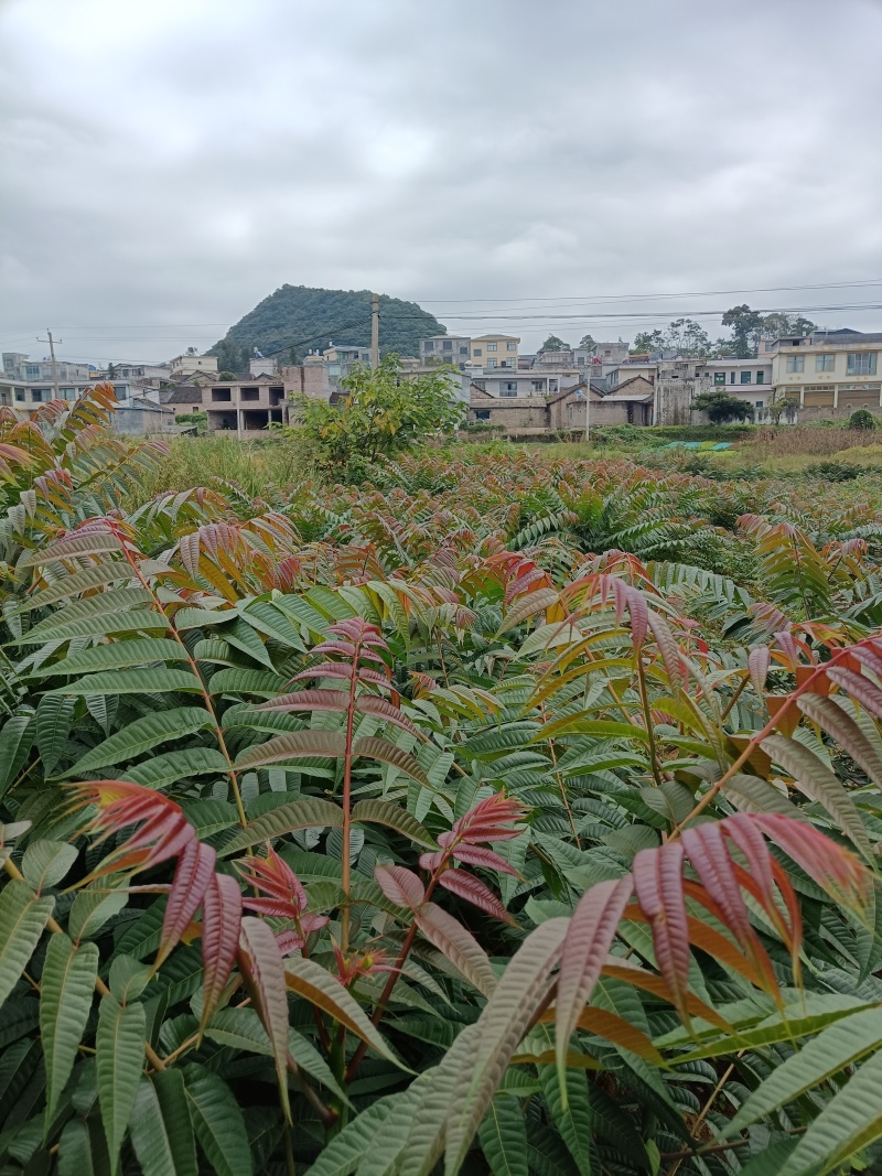 四季香椿芽