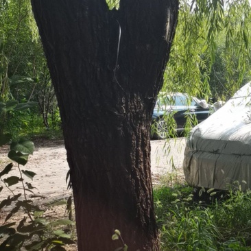 杜仲树杆，树皮