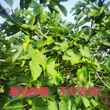 山东无花果叶子