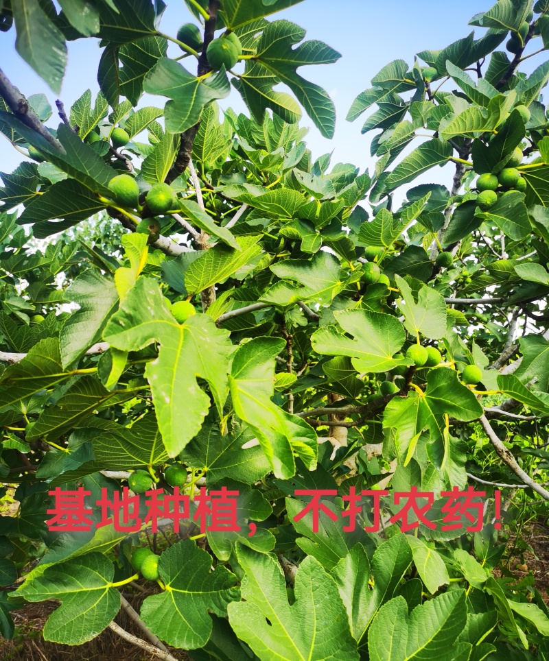 山东无花果叶子