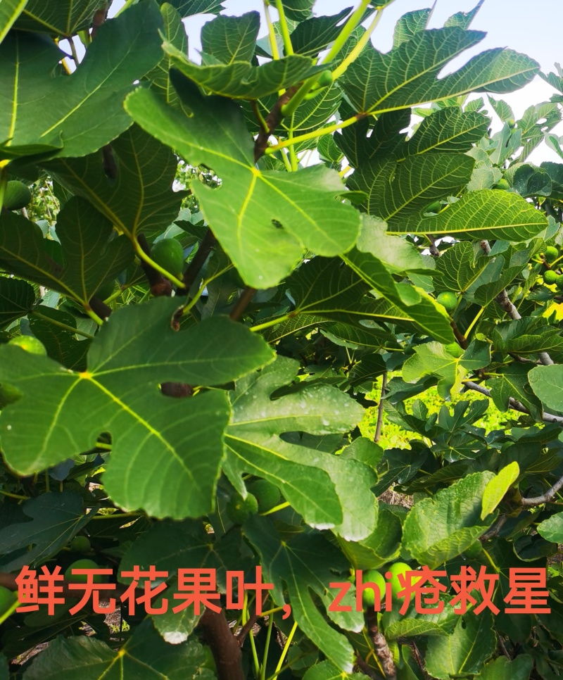 山东无花果叶子
