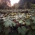 贵安新区水晶葡萄