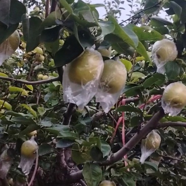 山东阳信皇冠梨鸭梨媚梨