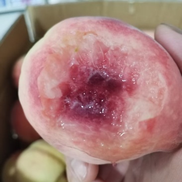 肥城莱山蜜