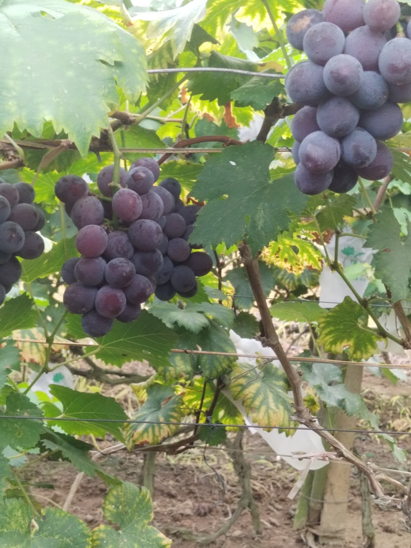 广西桂林巨丰葡萄自然果