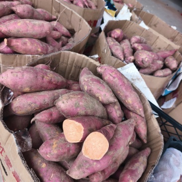 福建303沙地蜜薯