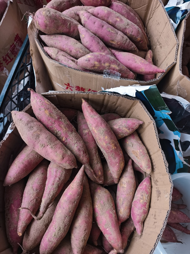 福建303沙地蜜薯