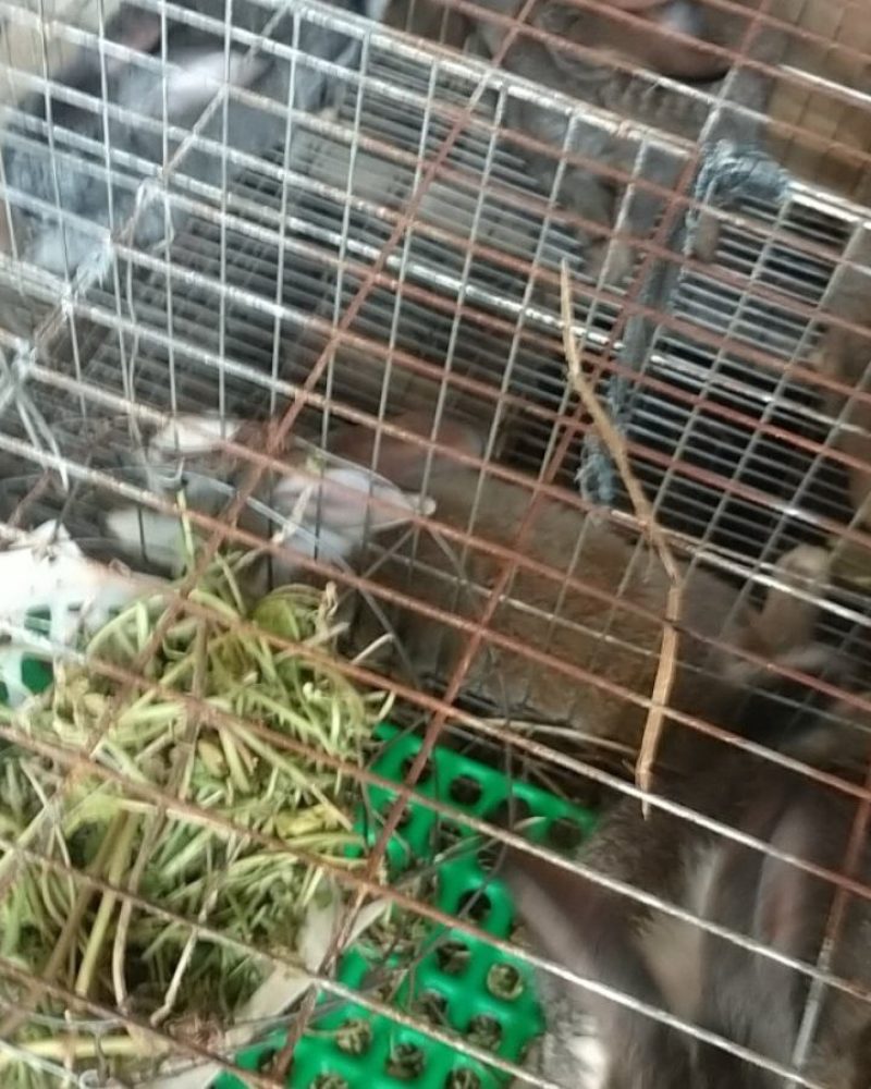 兔子