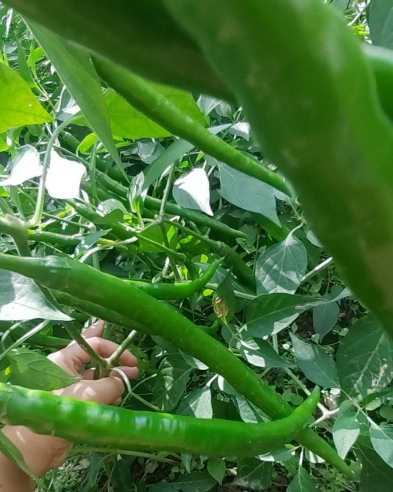 线椒