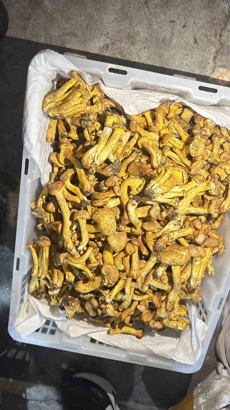 鸡油菌