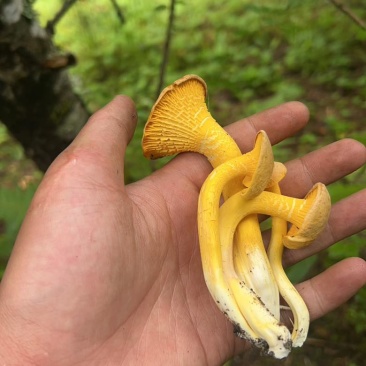 鸡油菌