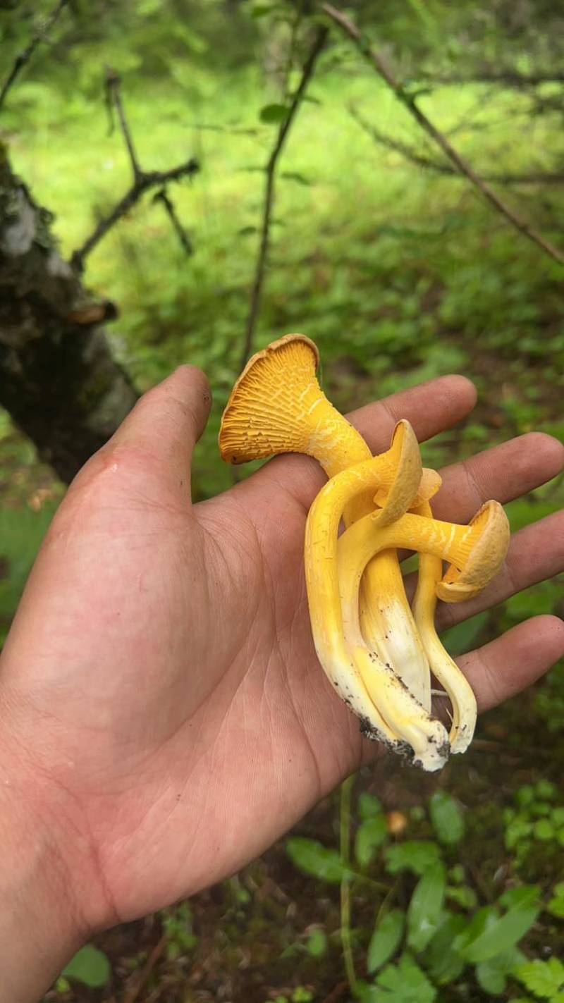 鸡油菌