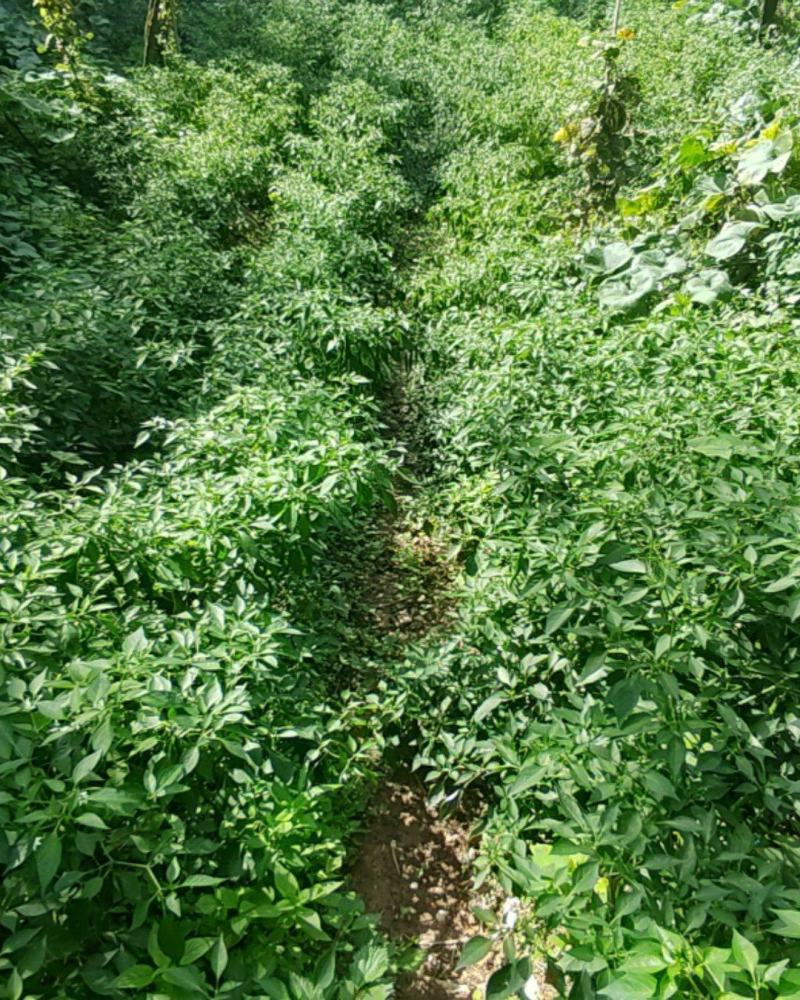 线椒