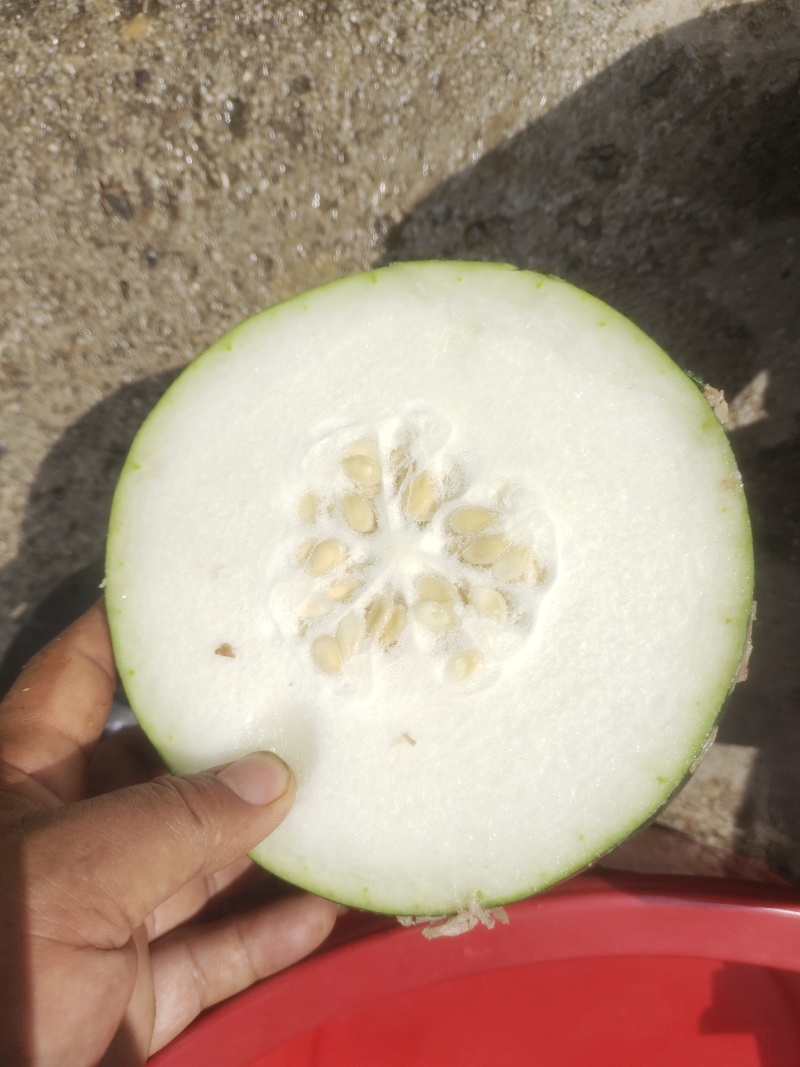贵州黑皮冬瓜