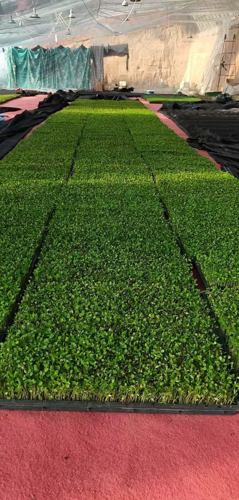 香椿苗芽苗菜特菜
