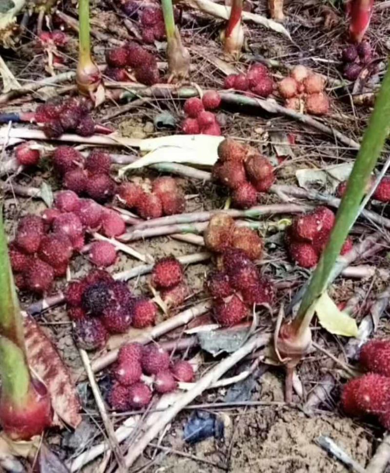 阳春砂仁（鲜果）