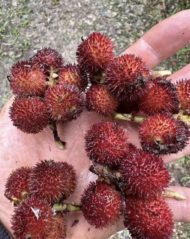 阳春砂仁（鲜果）